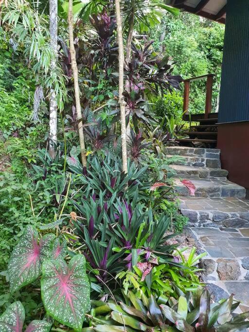 Treeverb Beach House - Daintree Cow Bay Buitenkant foto
